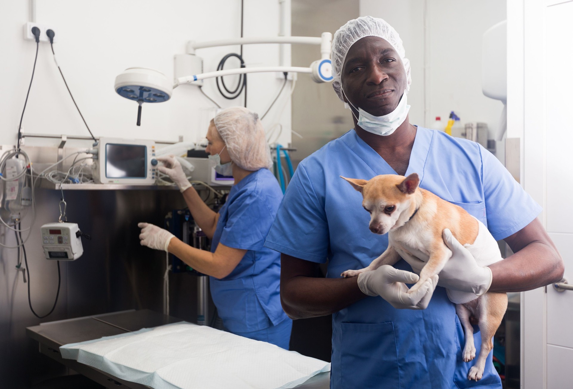 Portrait of african-american veterinarian and assistant in animal clinic at work
